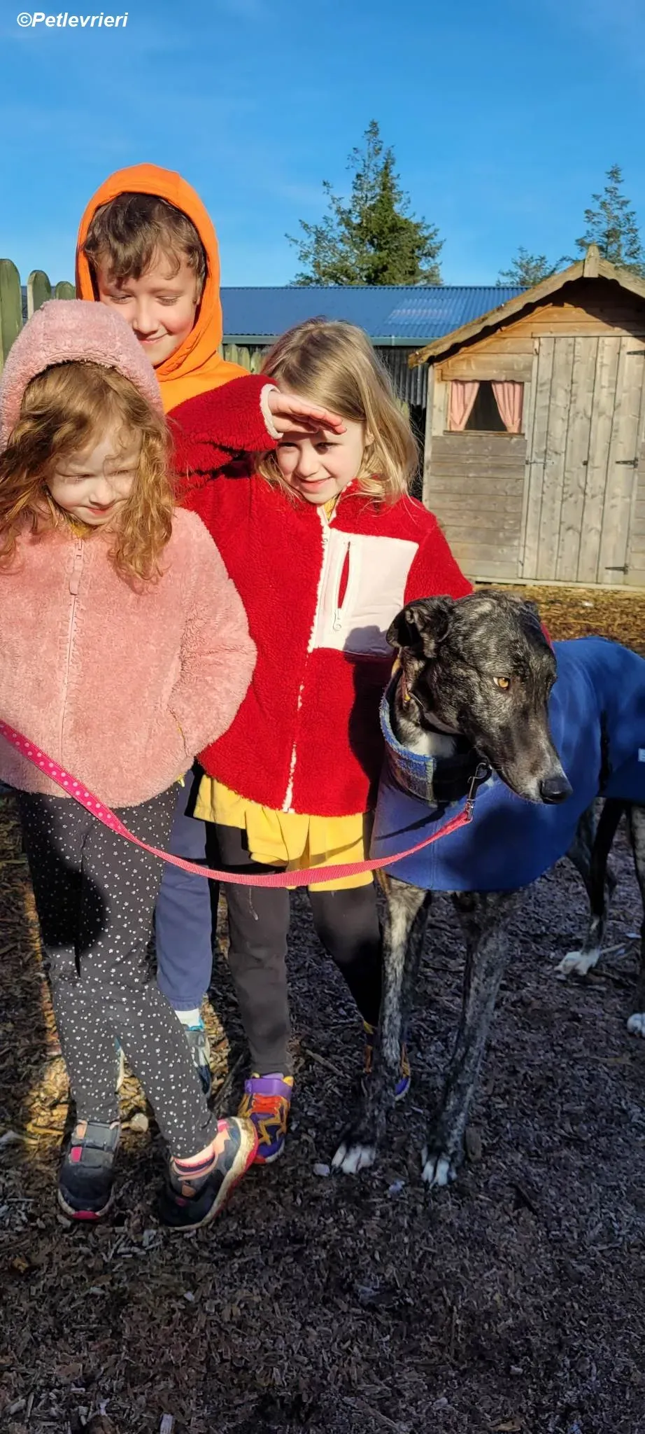 Bocelli adozione levrieri greyhound 20