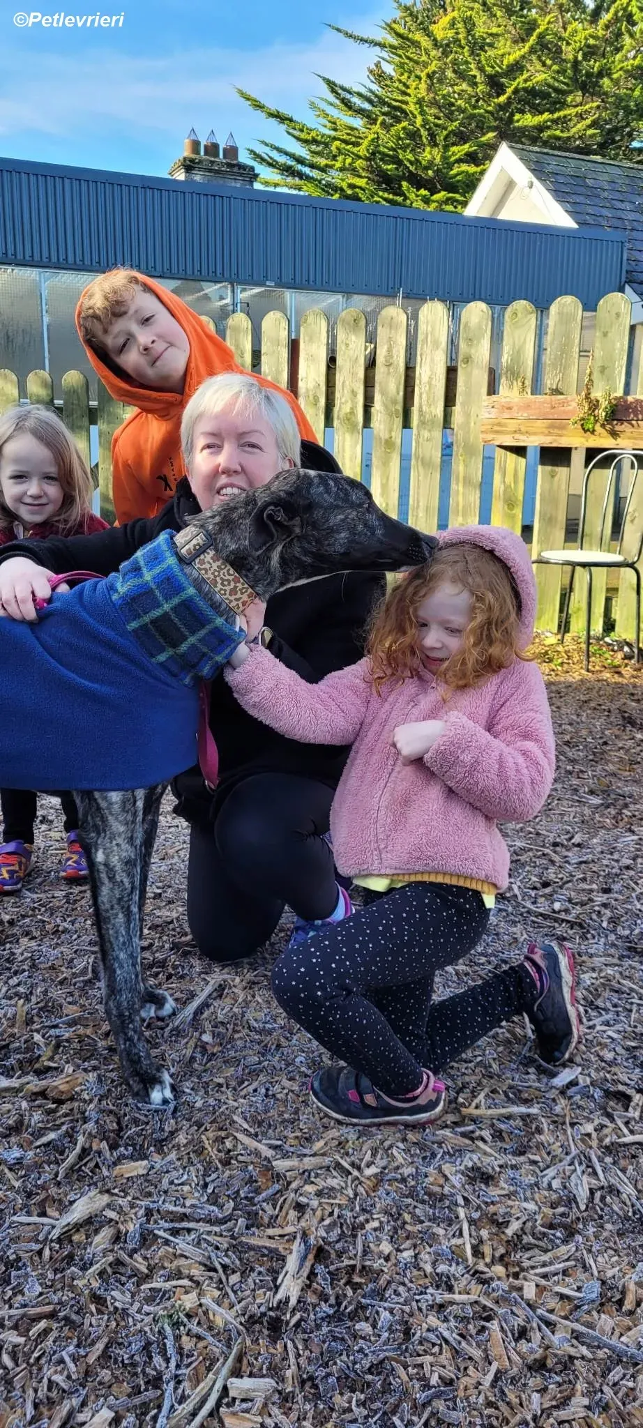 Bocelli adozione levrieri greyhound 21