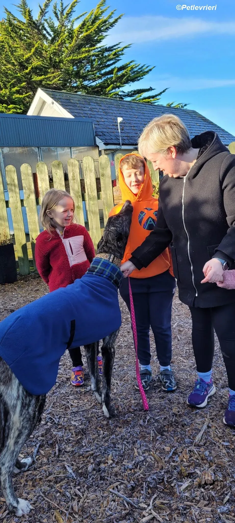 Bocelli adozione levrieri greyhound 22