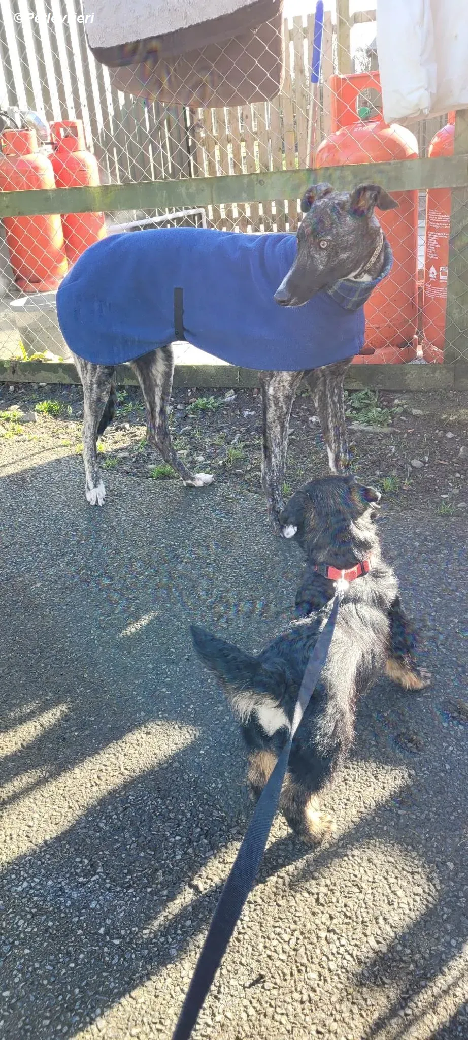 Bocelli adozione levrieri greyhound 23