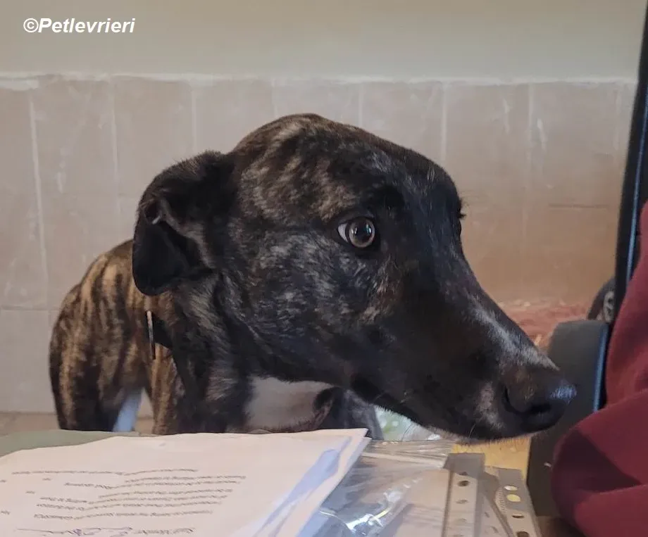 Bocelli adozione levrieri greyhound 24