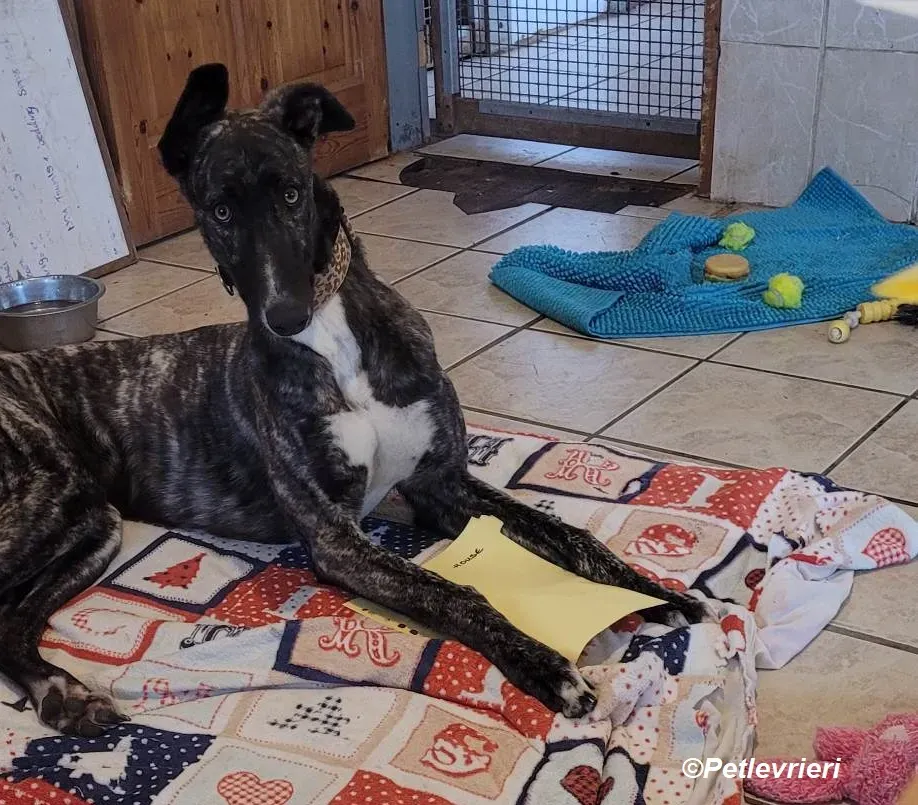 Bocelli adozione levrieri greyhound 25