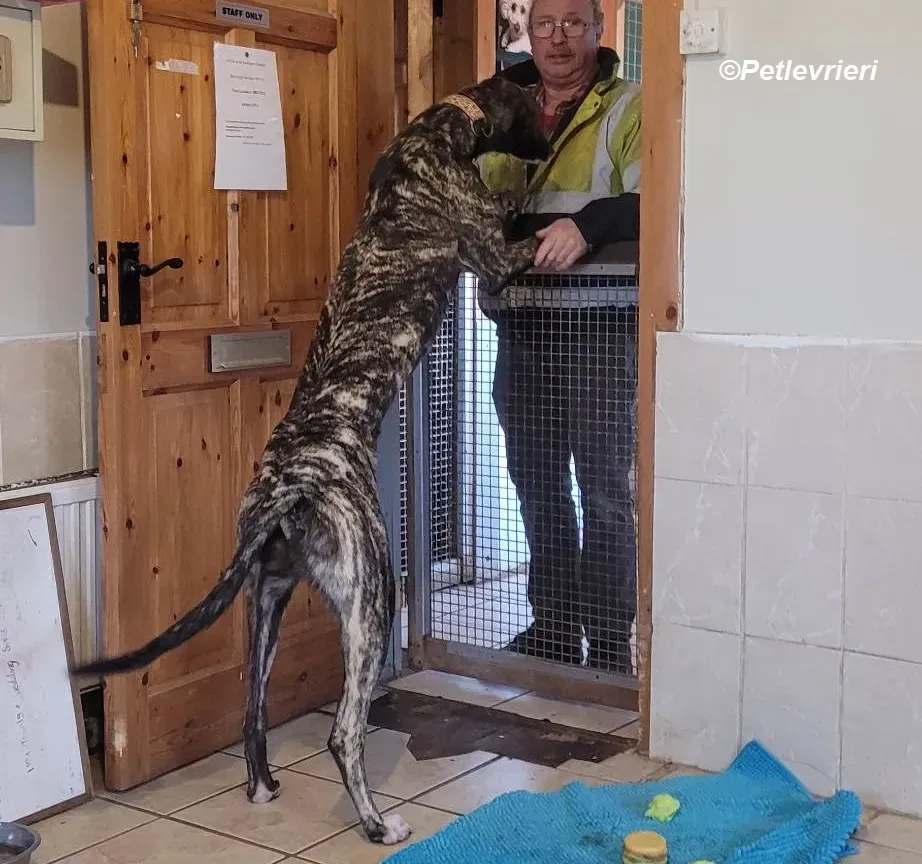 Bocelli adozione levrieri greyhound 26