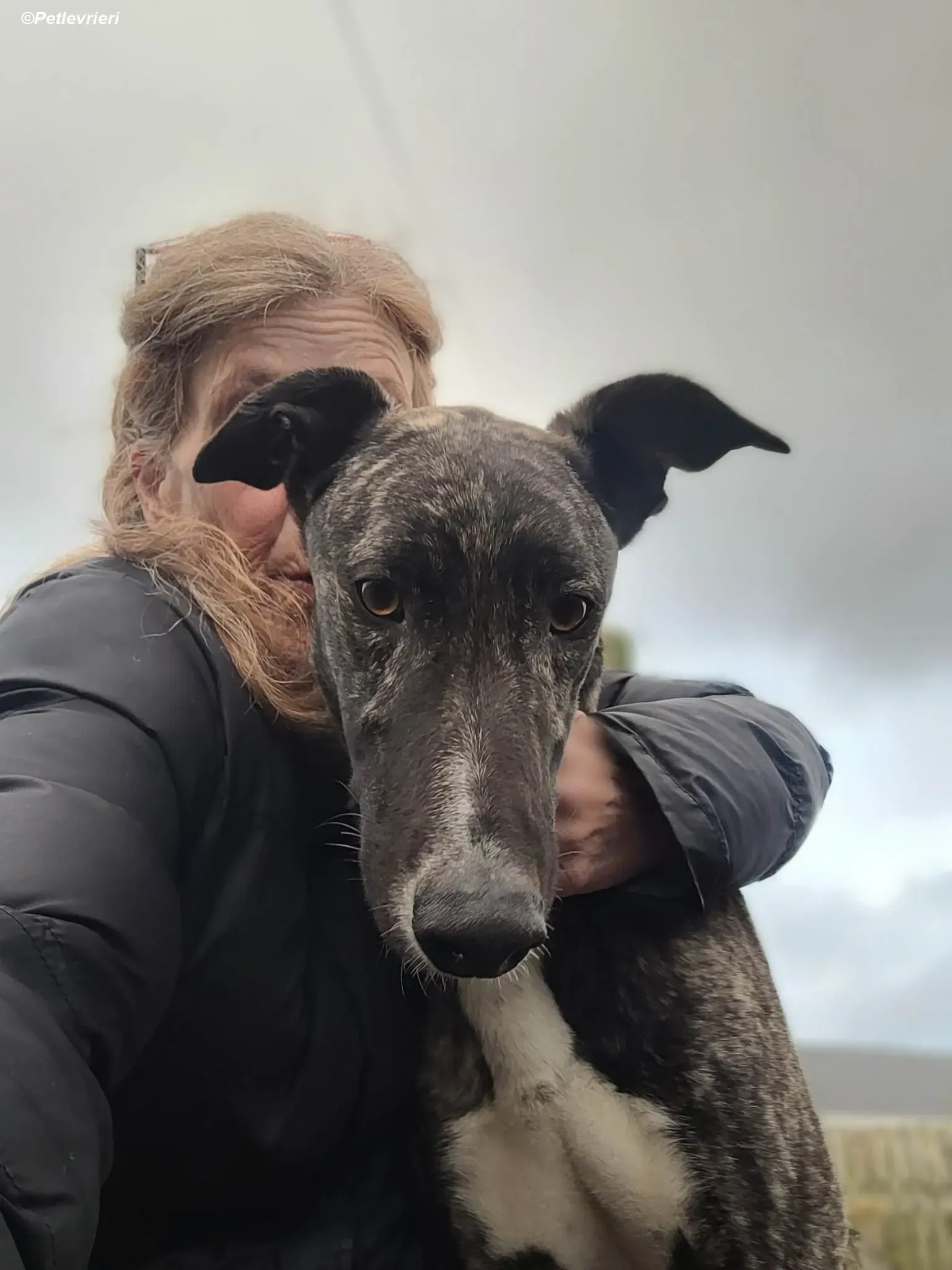 Bocelli adozione levrieri greyhound 3