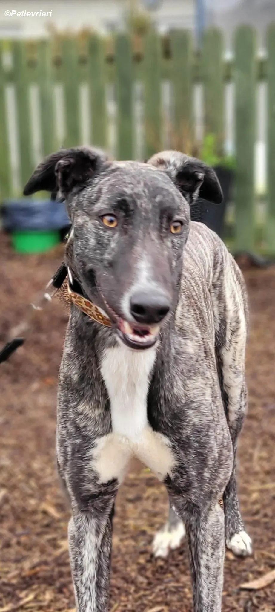 Bocelli adozione levrieri greyhound 4