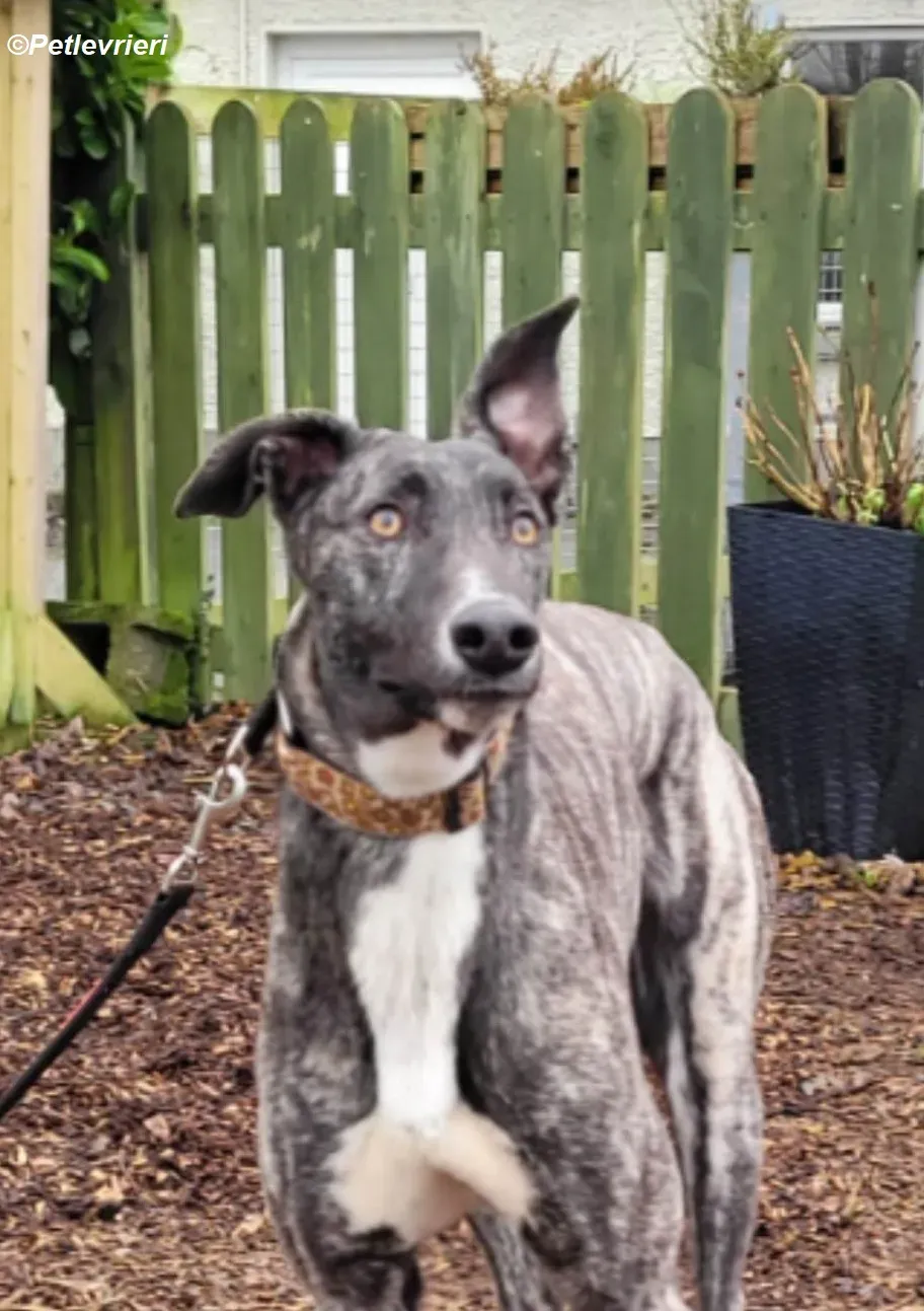 Bocelli adozione levrieri greyhound 5