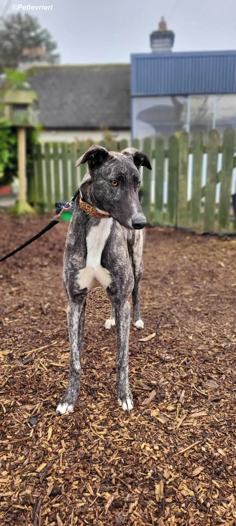 Bocelli adozione levrieri greyhound 6