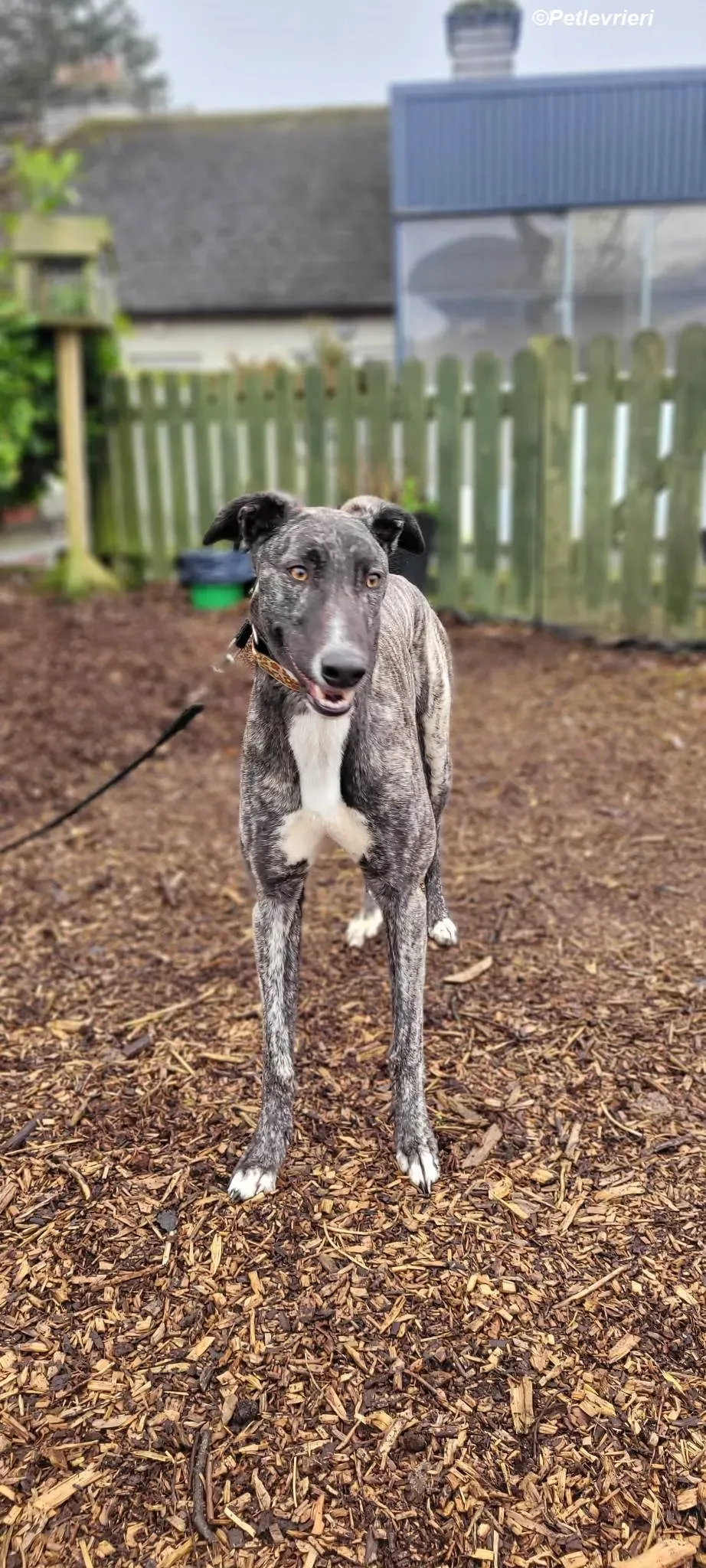 Bocelli adozione levrieri greyhound 7