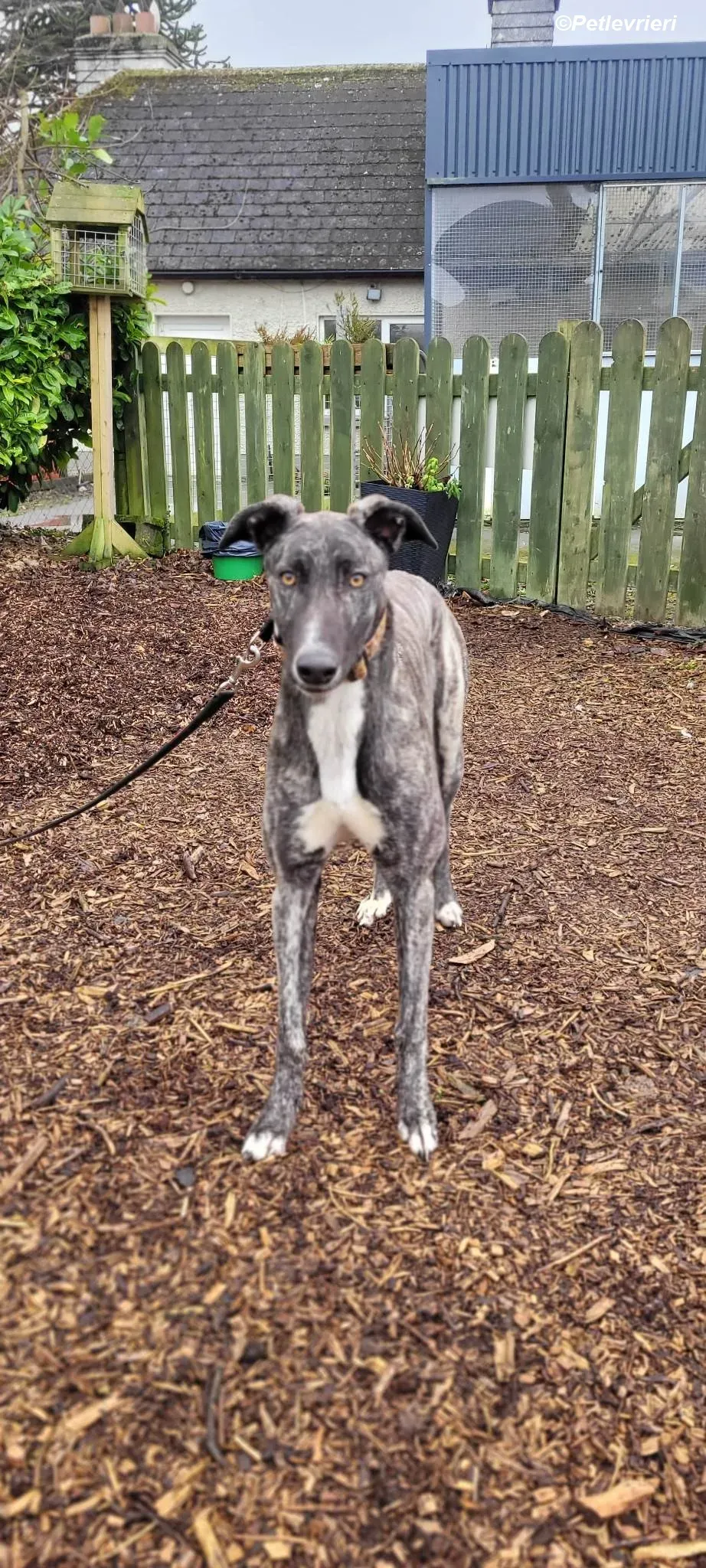 Bocelli adozione levrieri greyhound 8