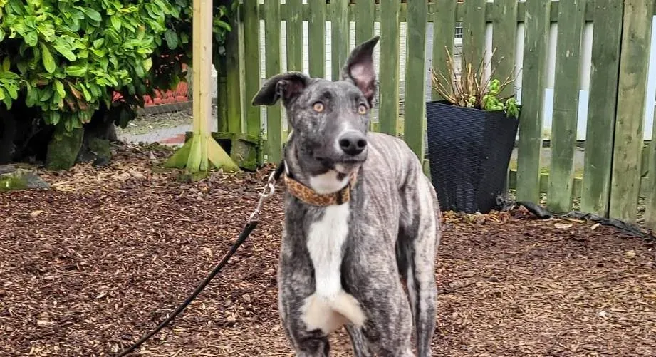 Bocelli adozione levrieri greyhound 9 e1675420540121