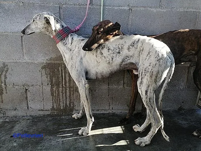 Bohr adozione levrieri galgo 01