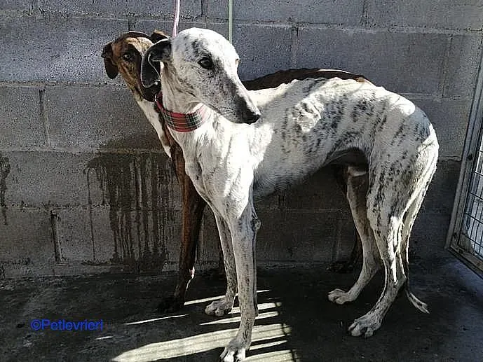 Bohr adozione levrieri galgo 02