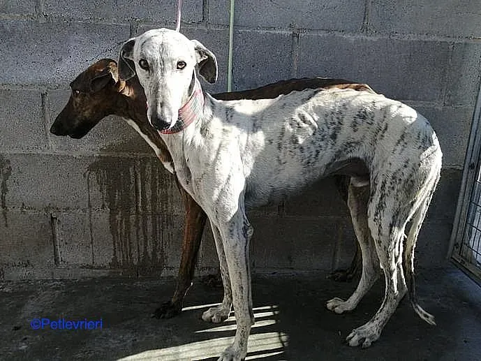 Bohr adozione levrieri galgo 03