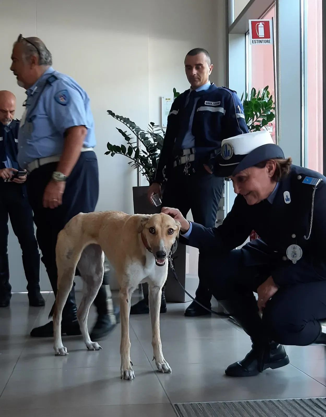 Bologna pet levrieri10