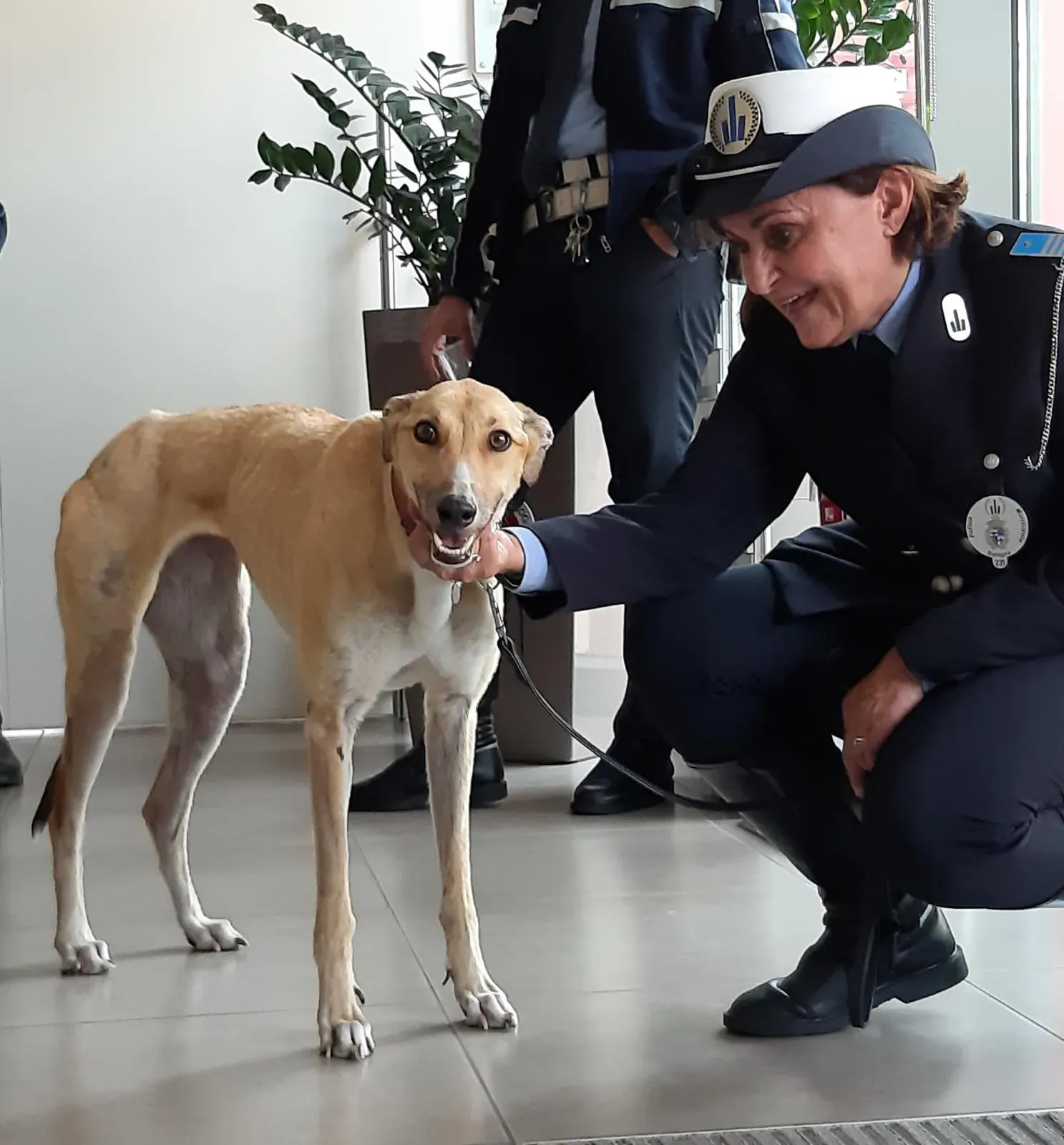 Bologna pet levrieri11