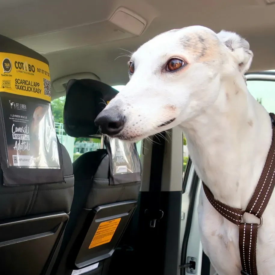 Bologna pet levrieri20