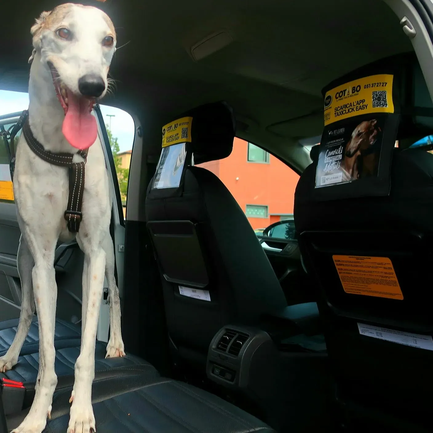 Bologna pet levrieri21