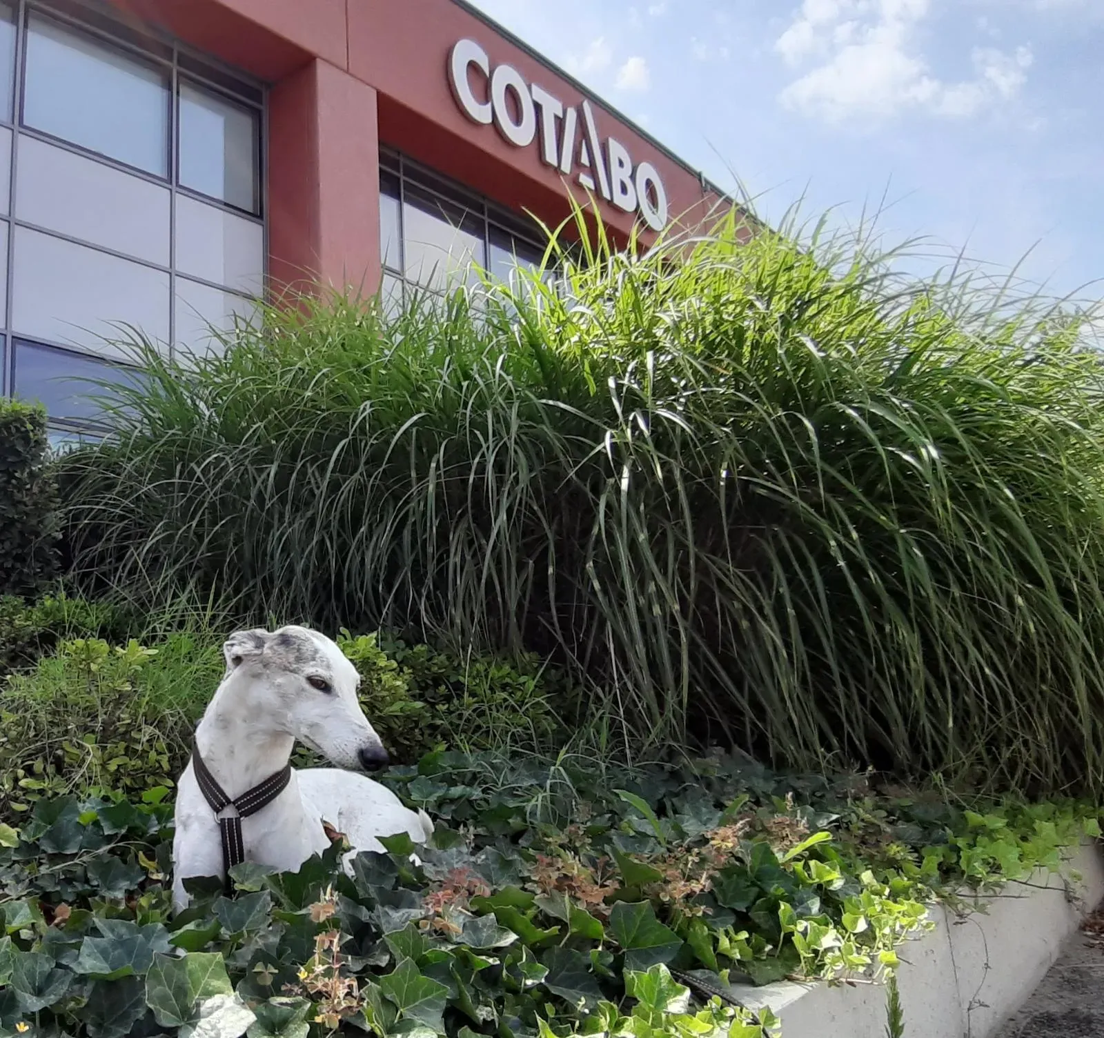 Bologna pet levrieri3