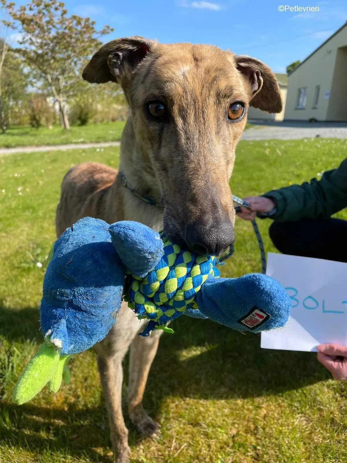 Bolt adozione levrieri greyhound 3