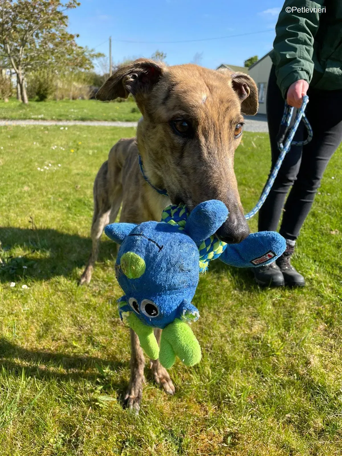 Bolt adozione levrieri greyhound 4