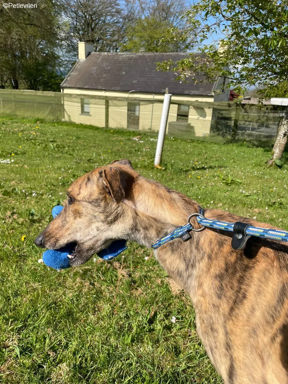 Bolt adozione levrieri greyhound 5