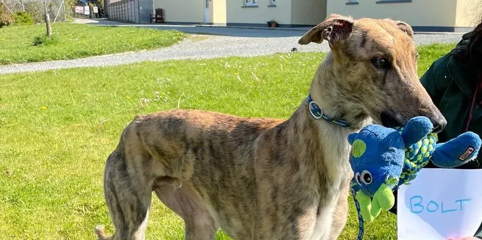 Bolt adozione levrieri greyhound 6 e1619884011640