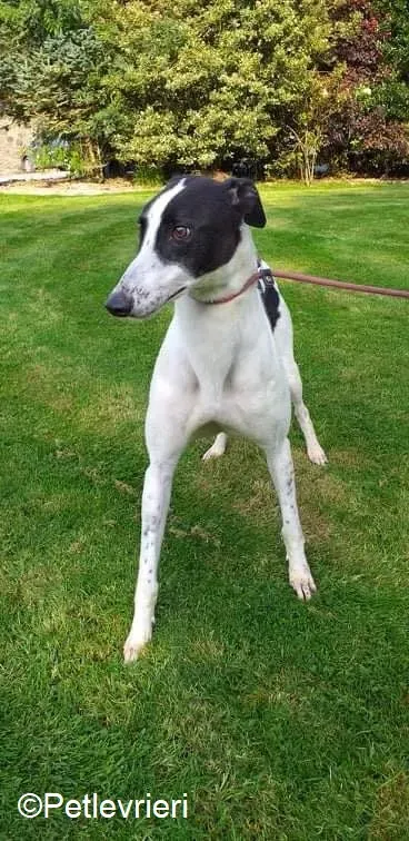 Bolt adozione levrieri greyhound 6