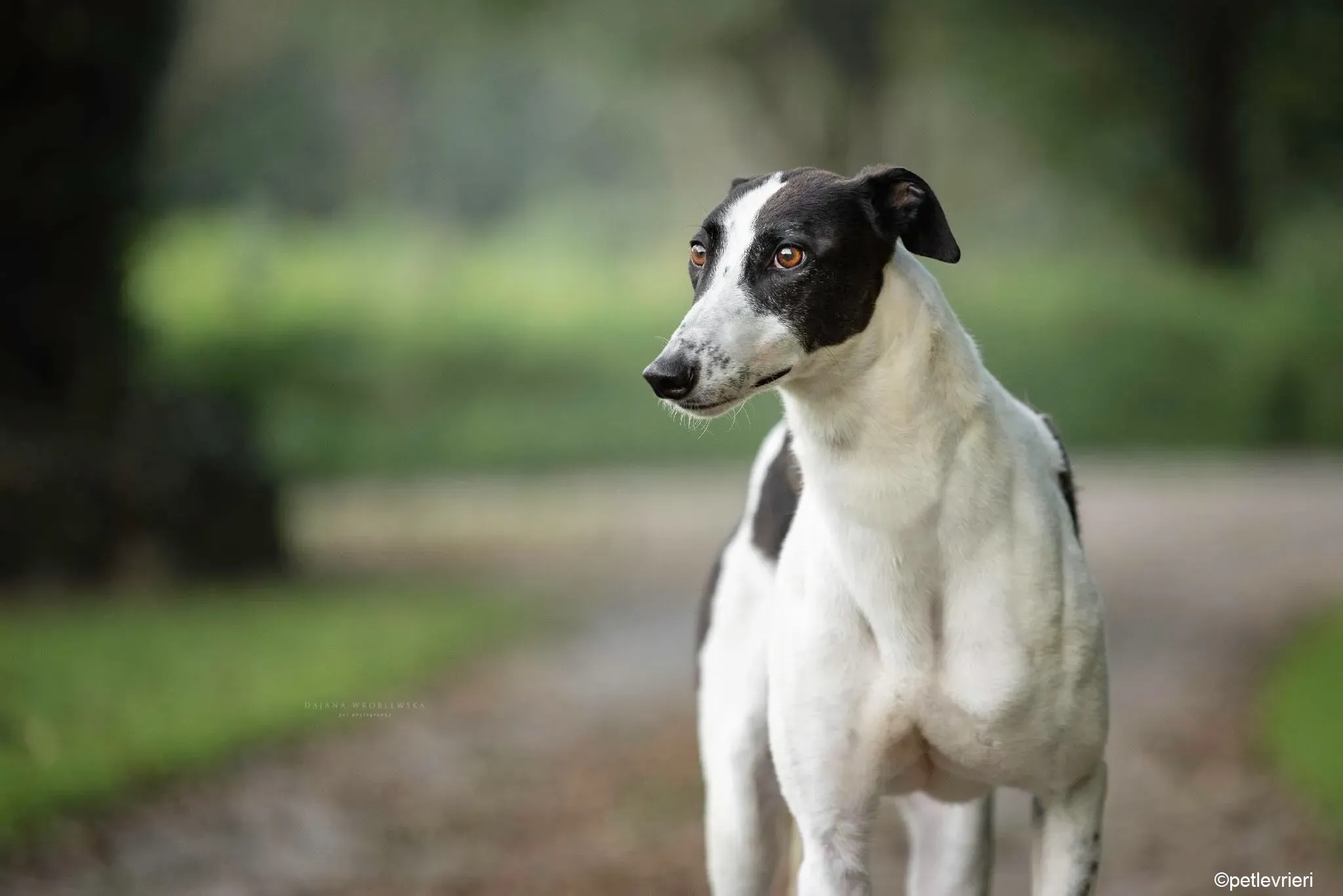 Bolt adozione levrieri greyhound 7