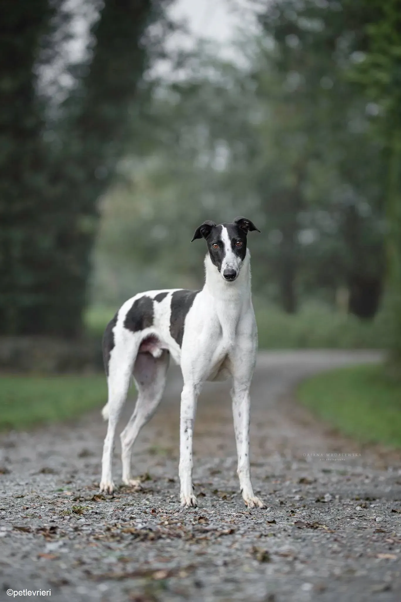 Bolt adozione levrieri greyhound 8