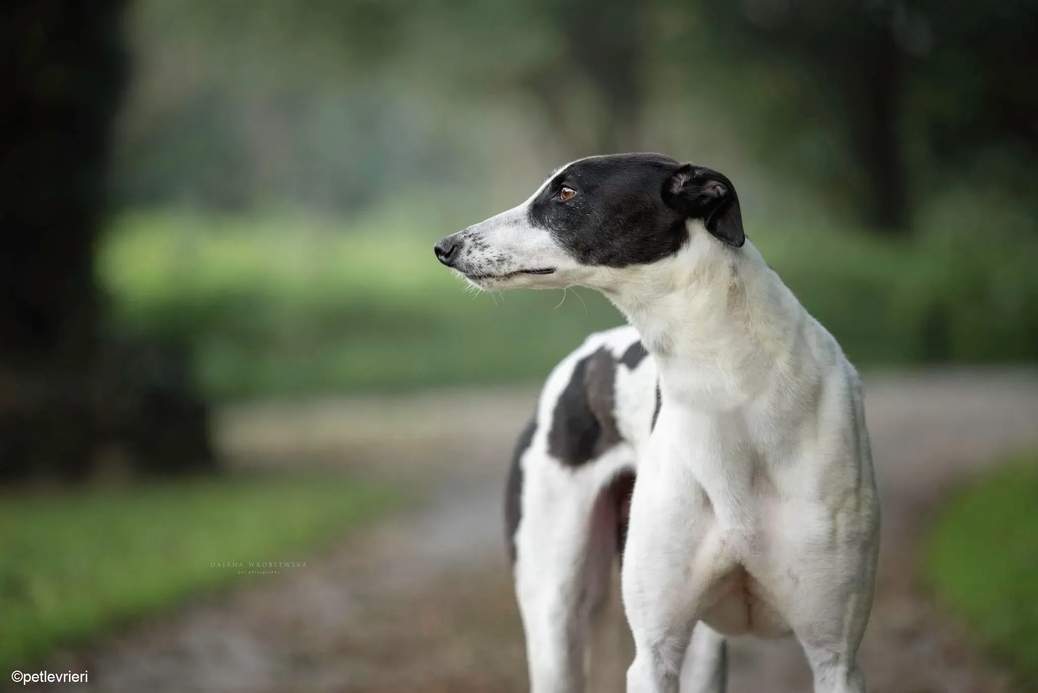 Bolt adozione levrieri greyhound 9