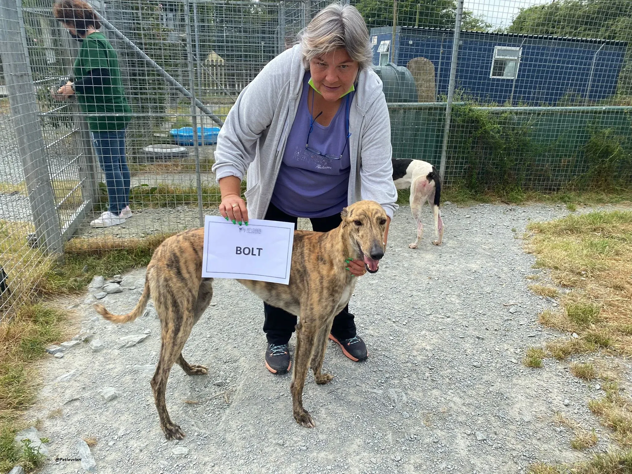 Bolt adozionelevrieri greyhound 1