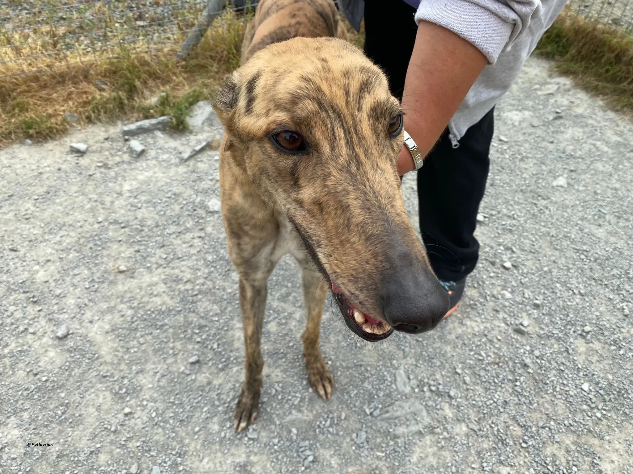 Bolt adozionelevrieri greyhound 2