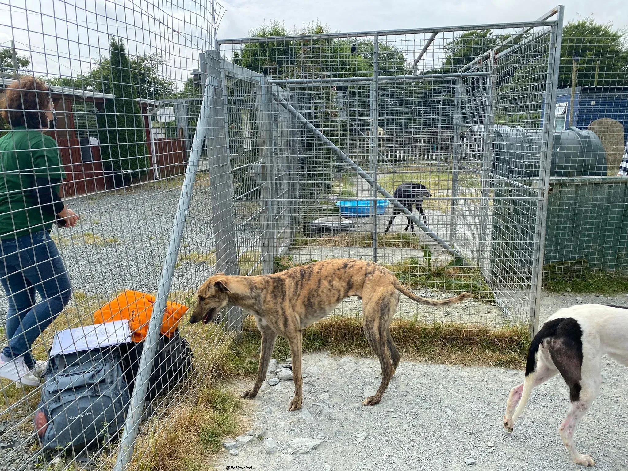 Bolt adozionelevrieri greyhound 3