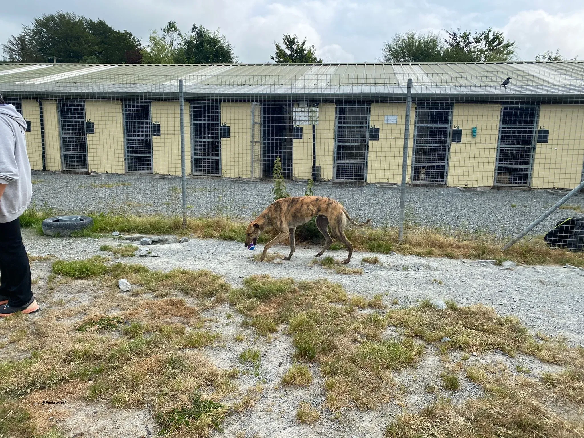 Bolt adozionelevrieri greyhound 4