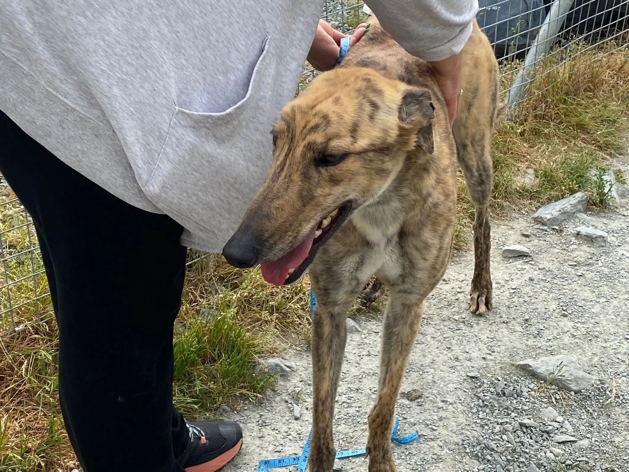 Bolt adozionelevrieri greyhound 5