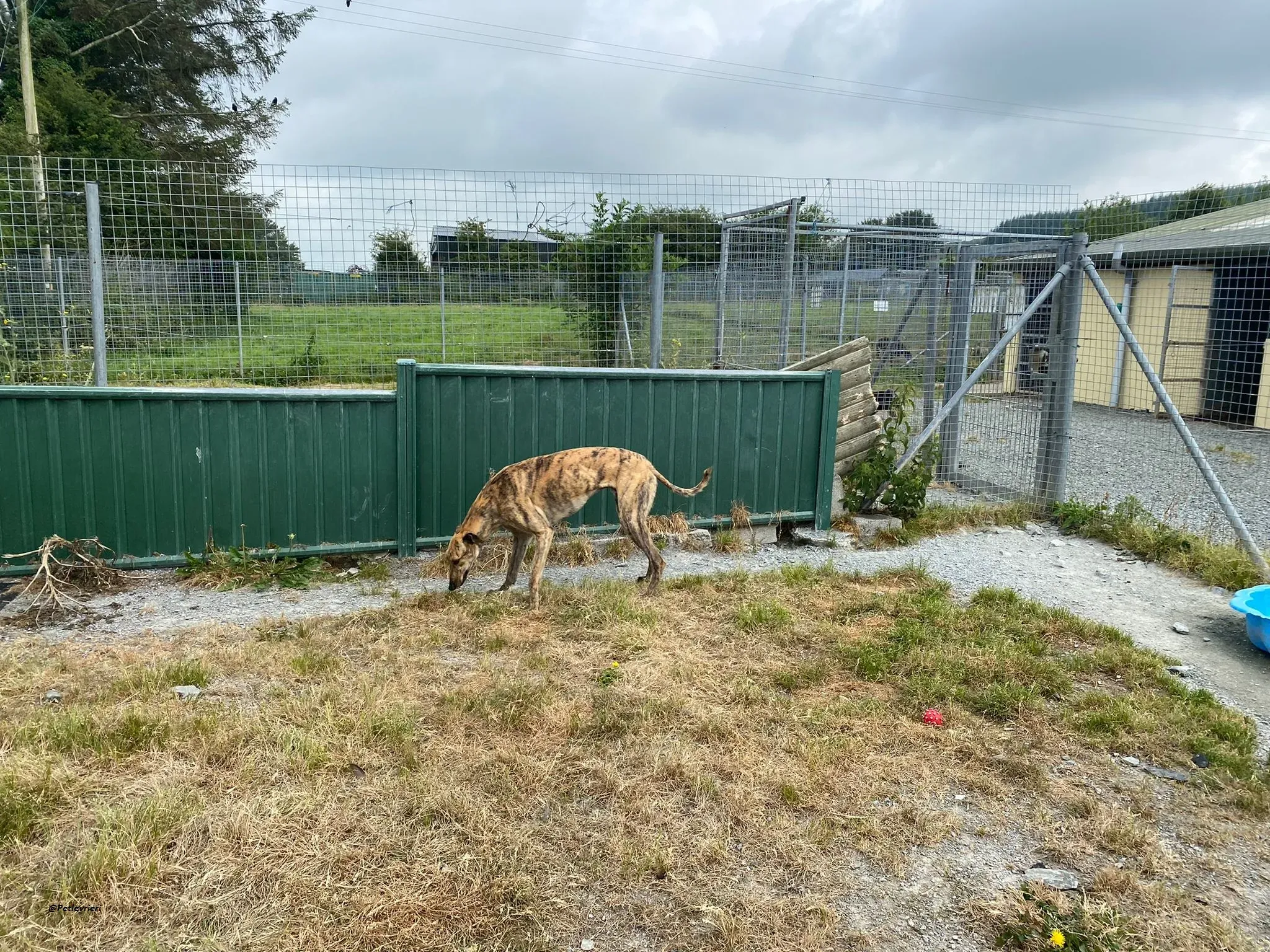 Bolt adozionelevrieri greyhound 6