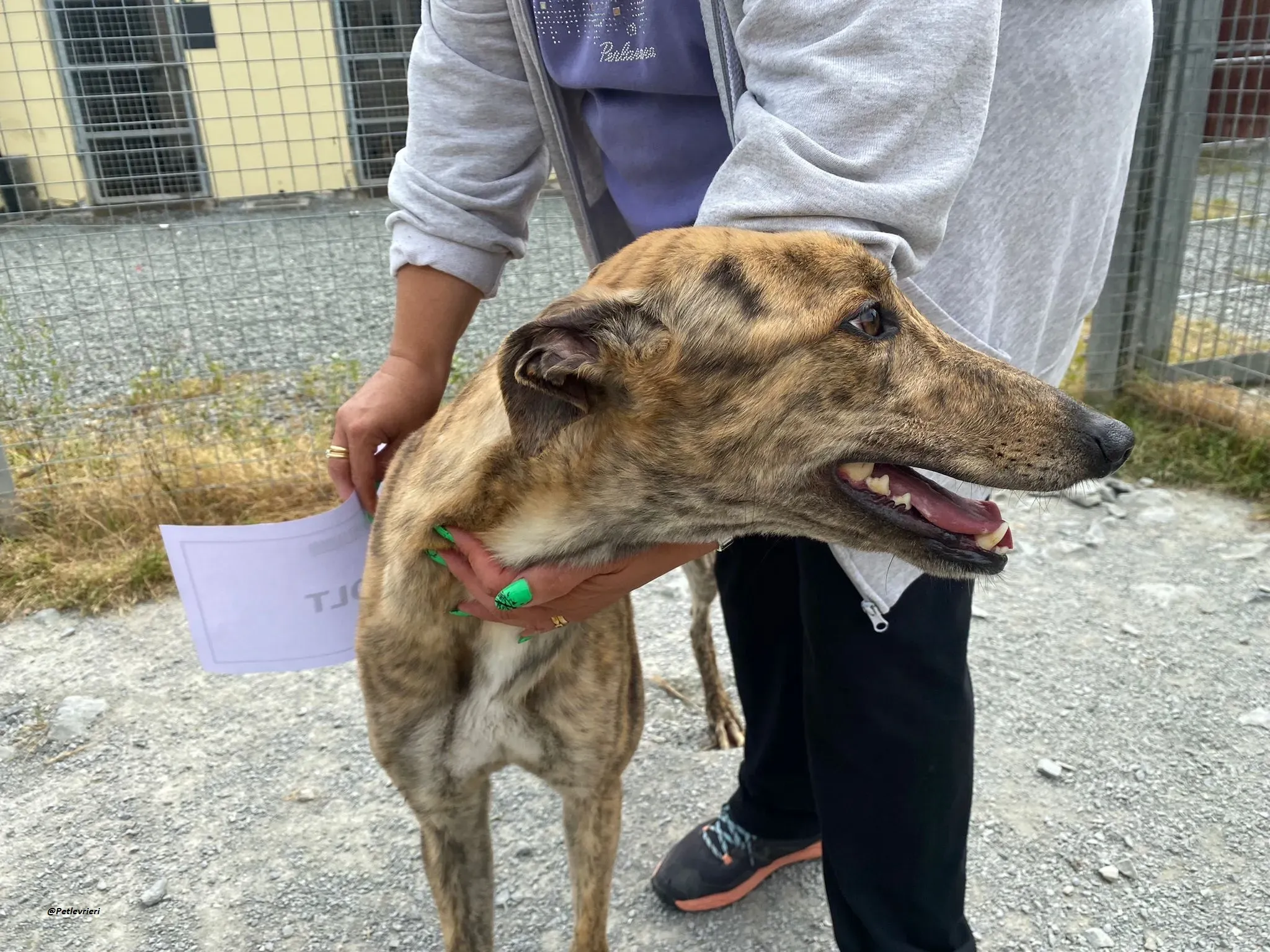 Bolt adozionelevrieri greyhound 7