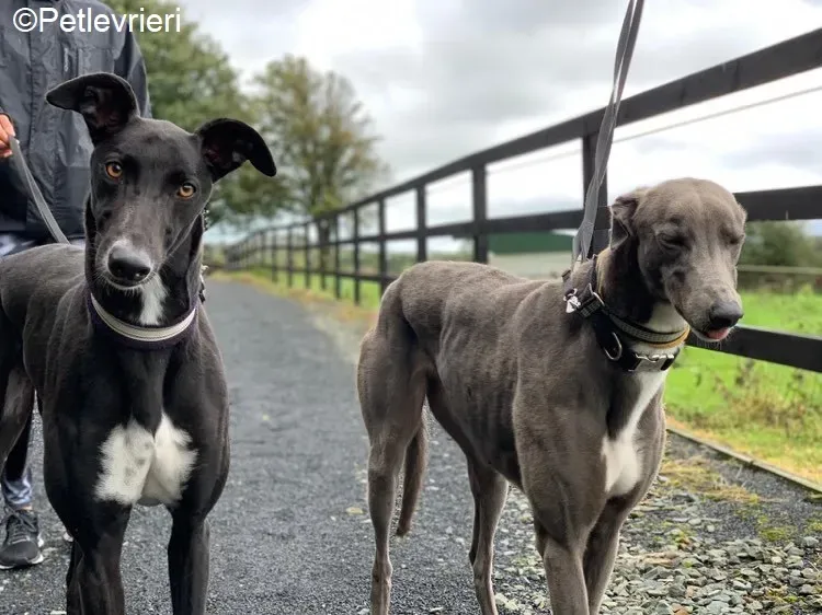 Bomber Caroline adozione levrieri greyhound 1