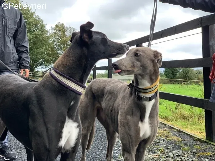 Bomber Caroline adozione levrieri greyhound 2