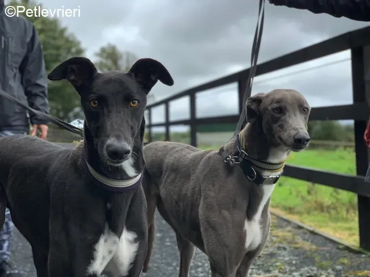 Bomber Caroline adozione levrieri greyhound 3