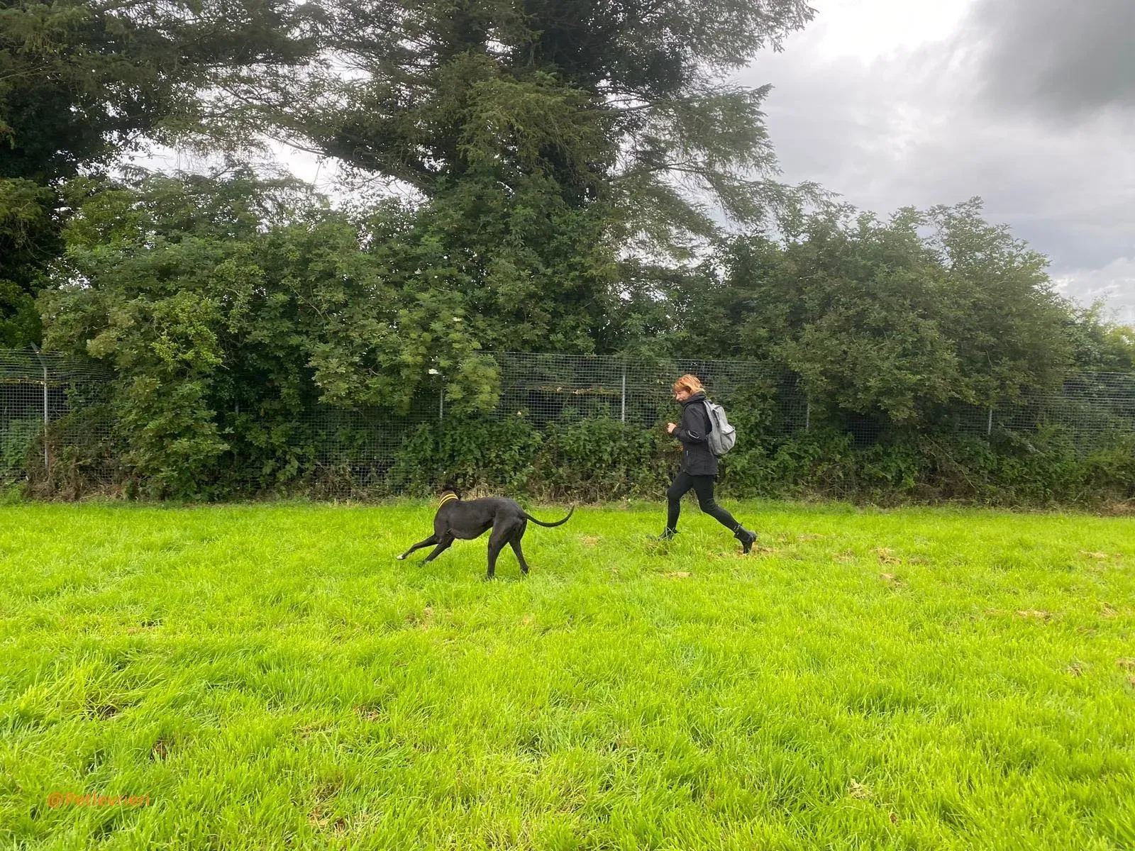 Bomber Greyhound Adozione Levrieri 1