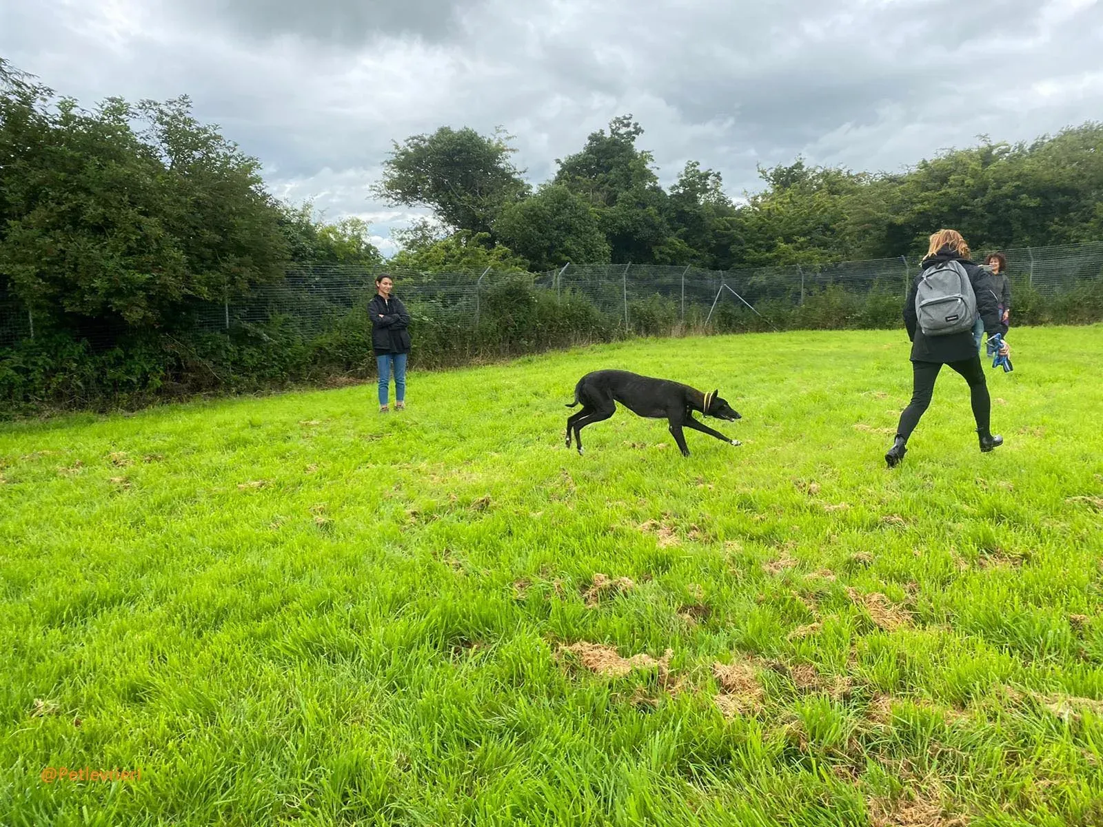 Bomber Greyhound Adozione Levrieri 2