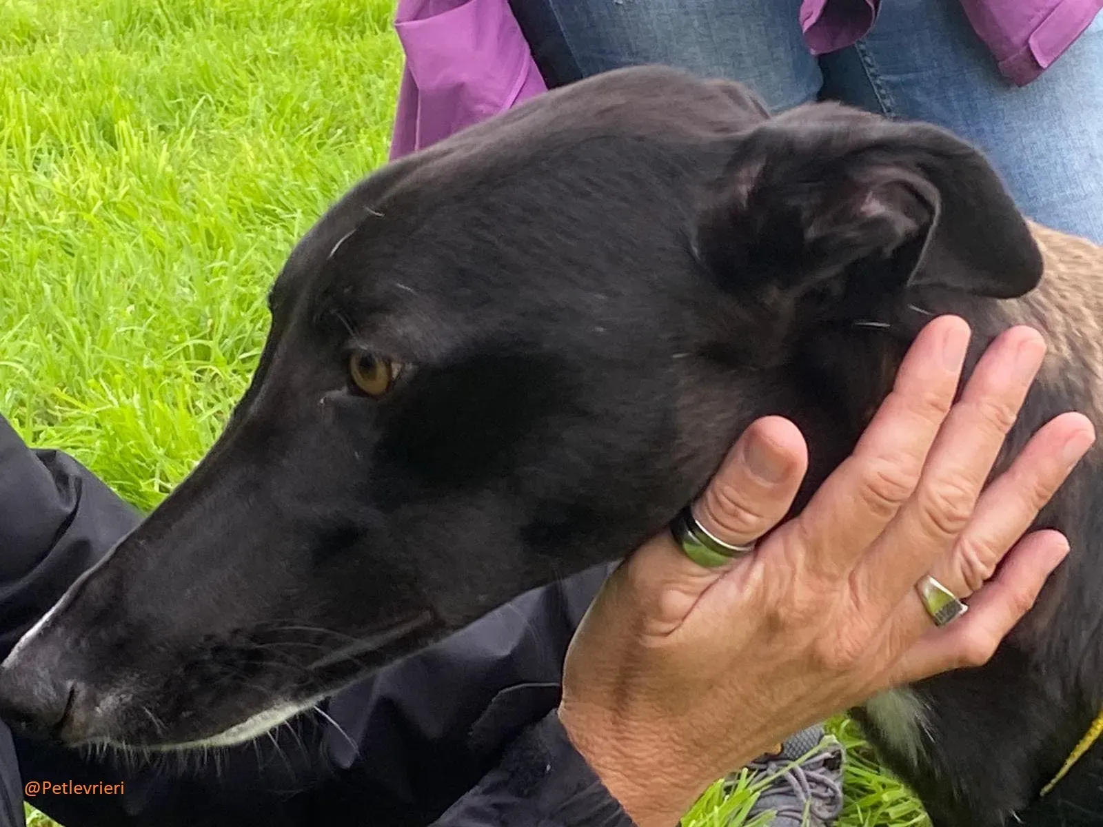 Bomber Greyhound Adozione Levrieri 3