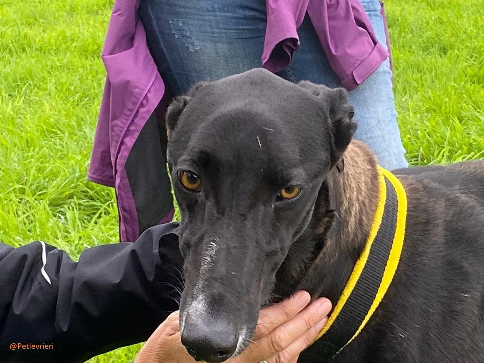 Bomber Greyhound Adozione Levrieri 4