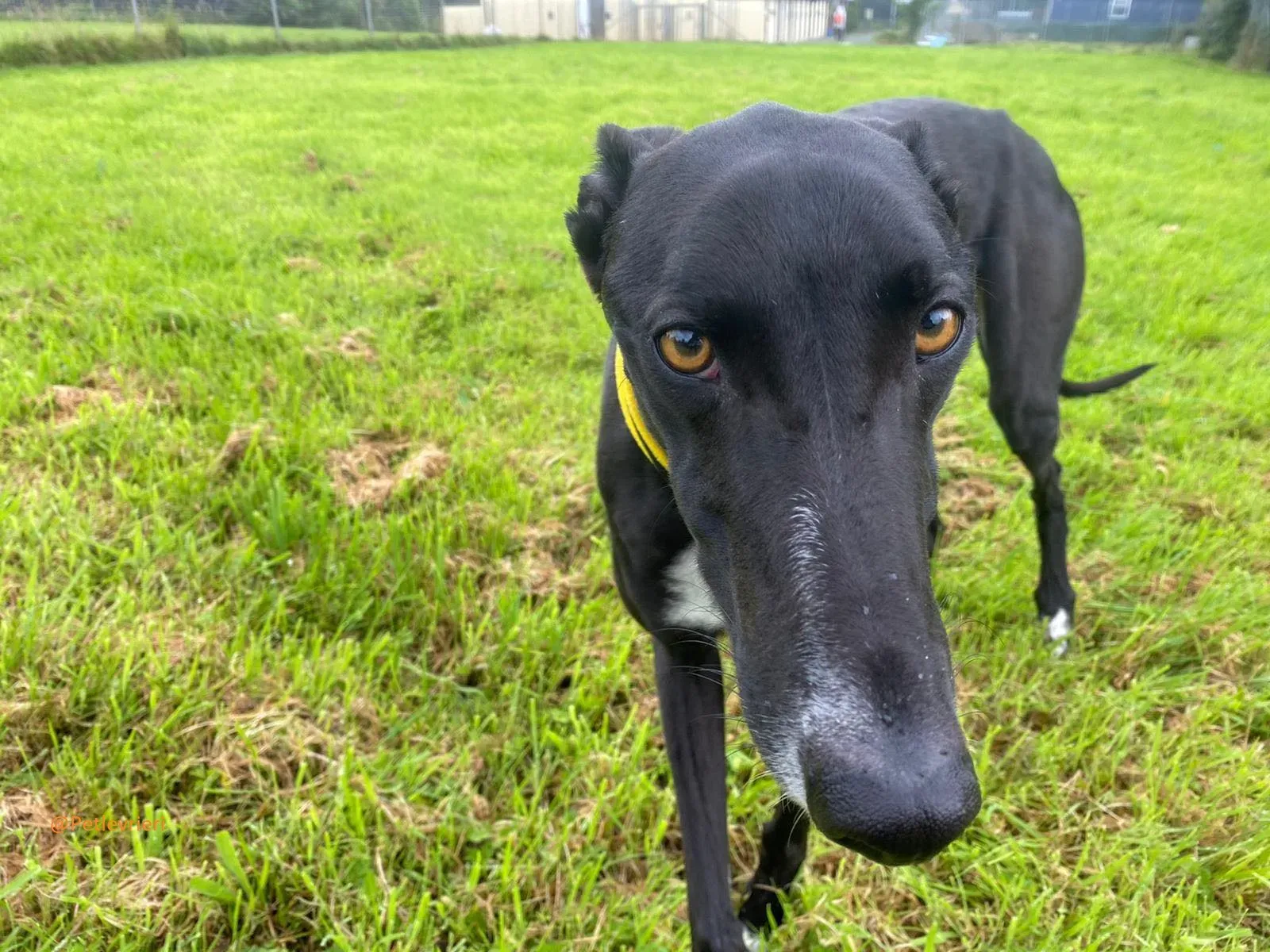 Bomber Greyhound Adozione Levrieri 5