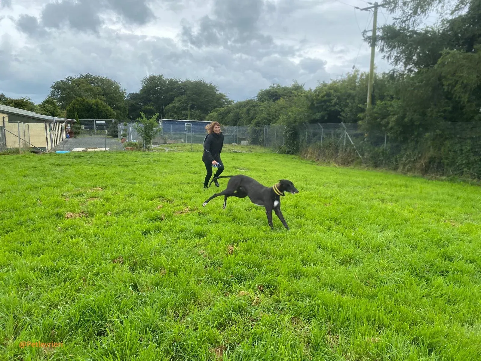 Bomber Greyhound Adozione Levrieri 6