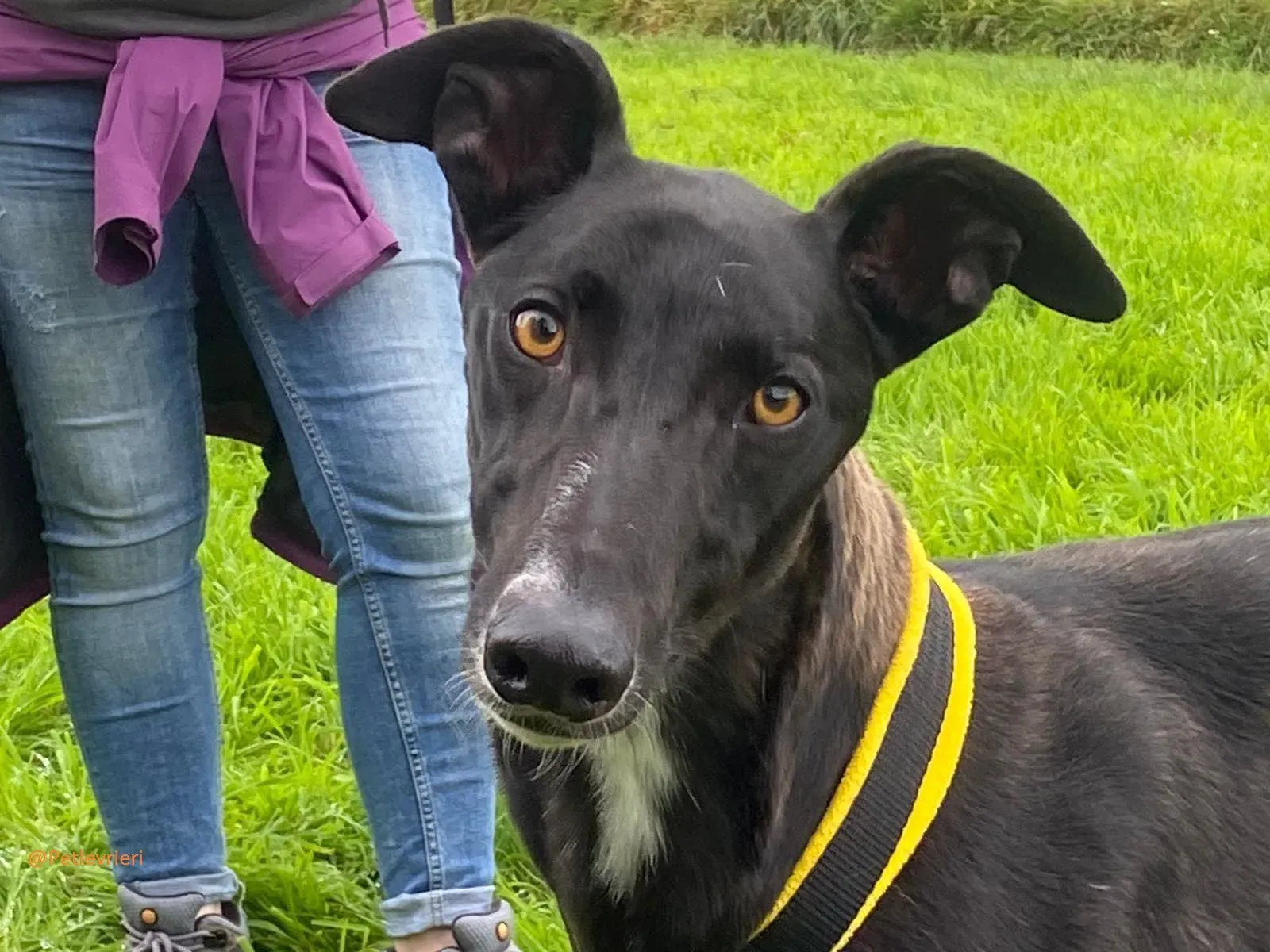 Bomber Greyhound Adozione Levrieri 7