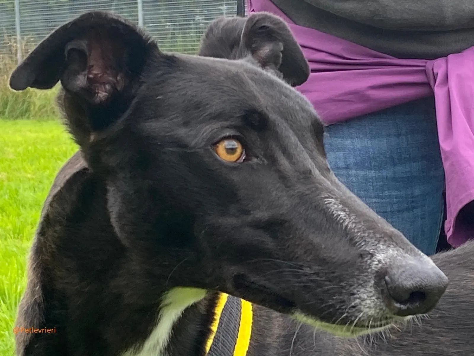 Bomber Greyhound Adozione Levrieri 8