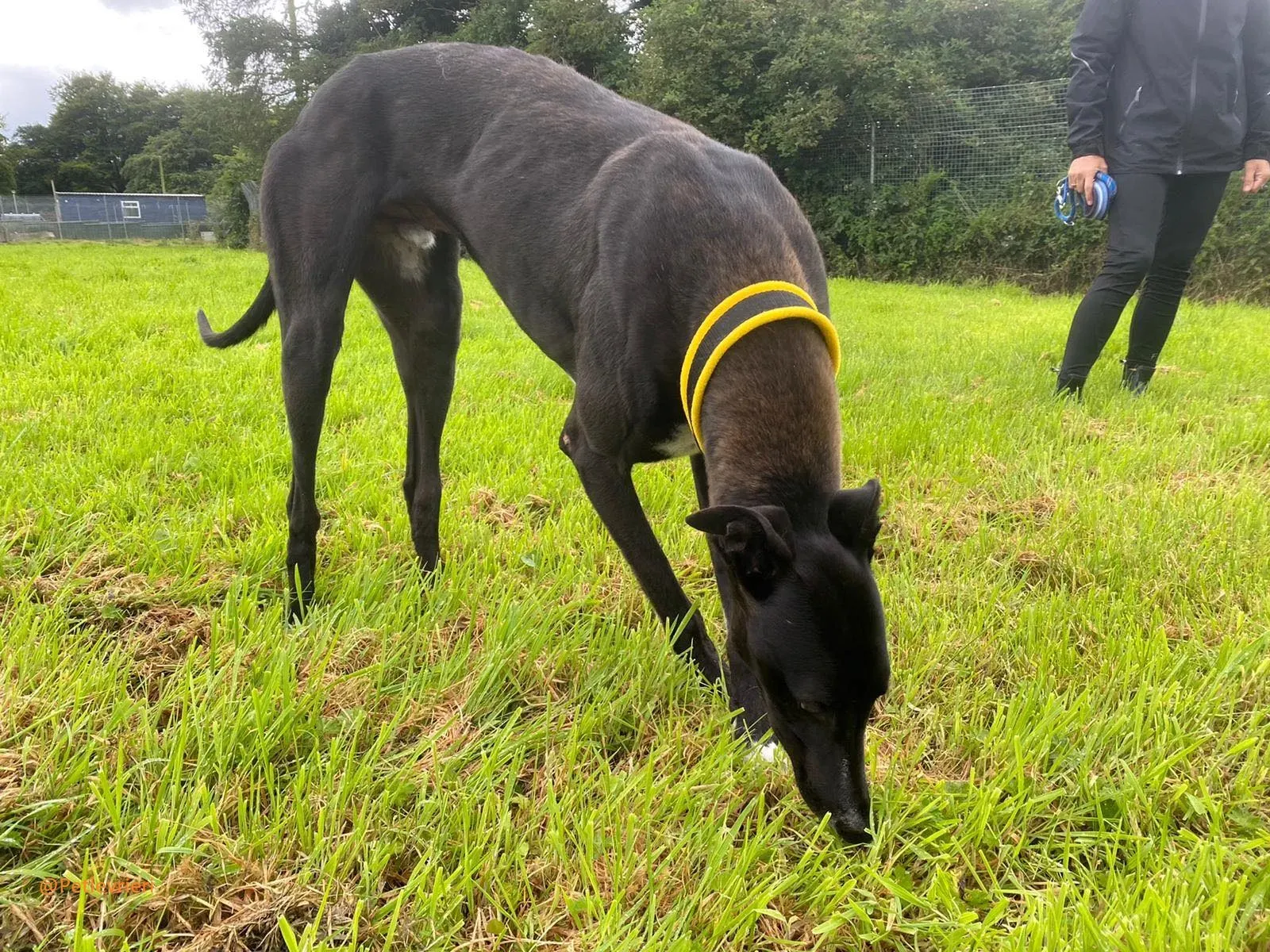 Bomber Greyhound Adozione Levrieri 9