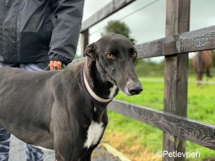 Bomber adozione levrieri greyhound 1